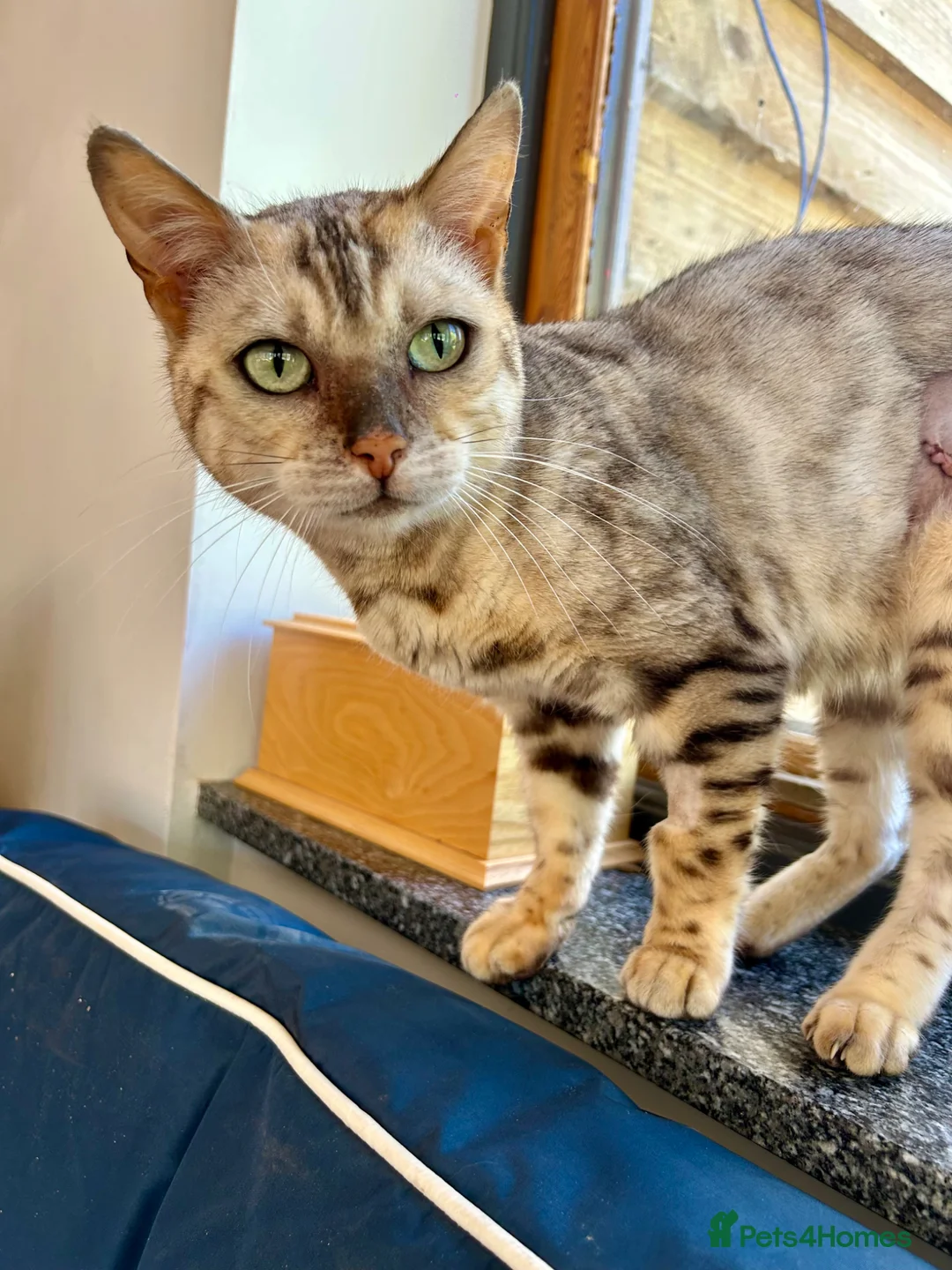 Bengal cats for sale: Beautiful silver neutered female - Advert 2