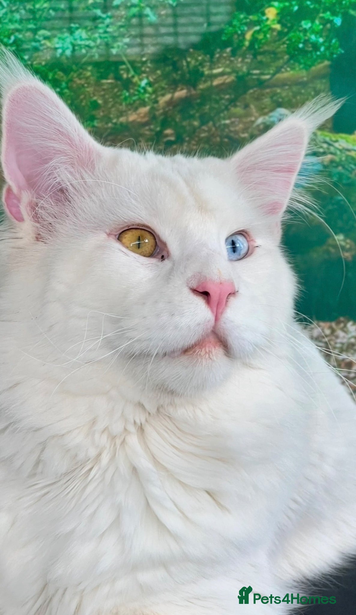 Maine Coon cats Outstanding pedigree kittens - Advert 3