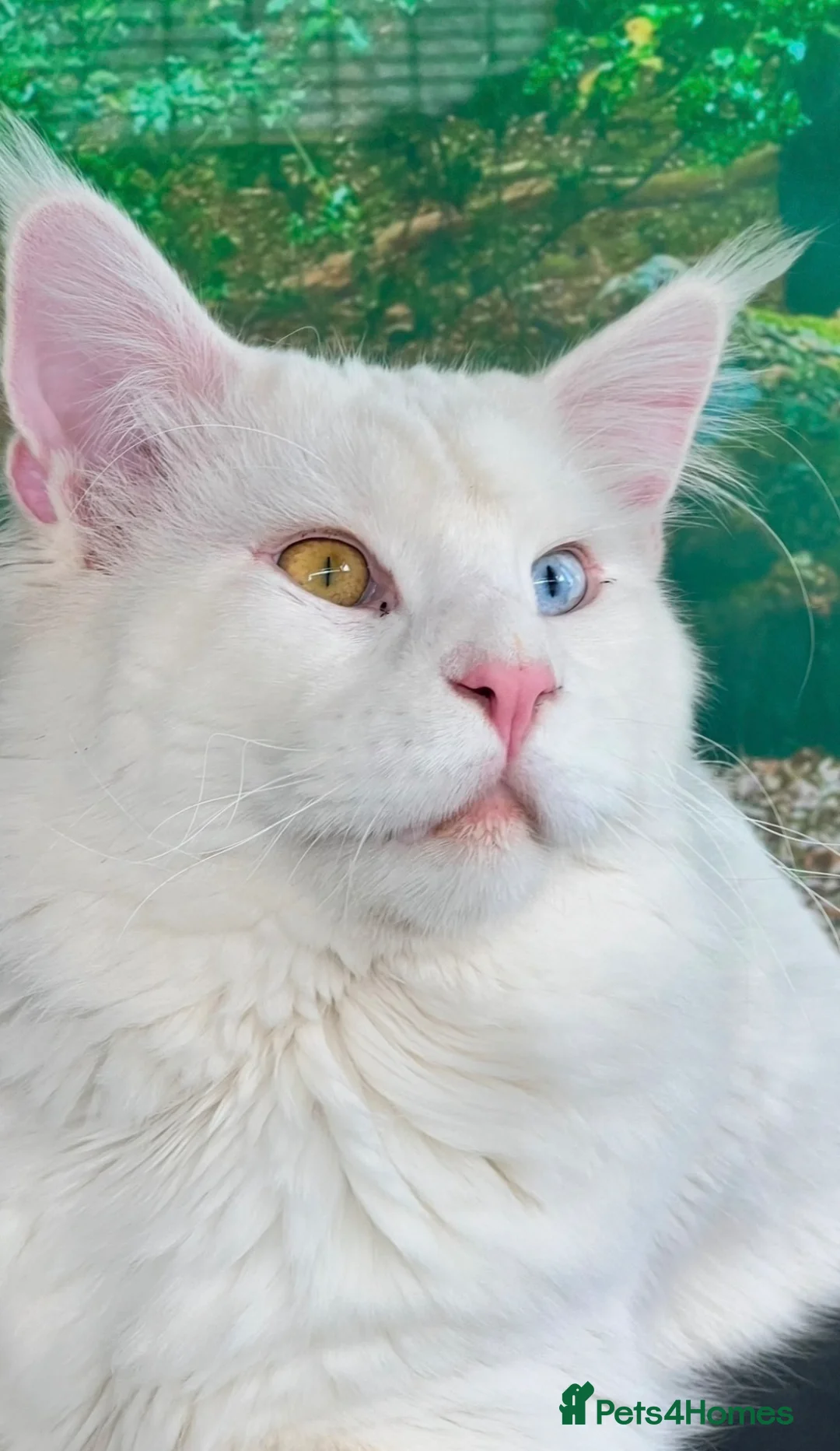 Maine Coon cats for sale: Outstanding pedigree kittens - Advert 1