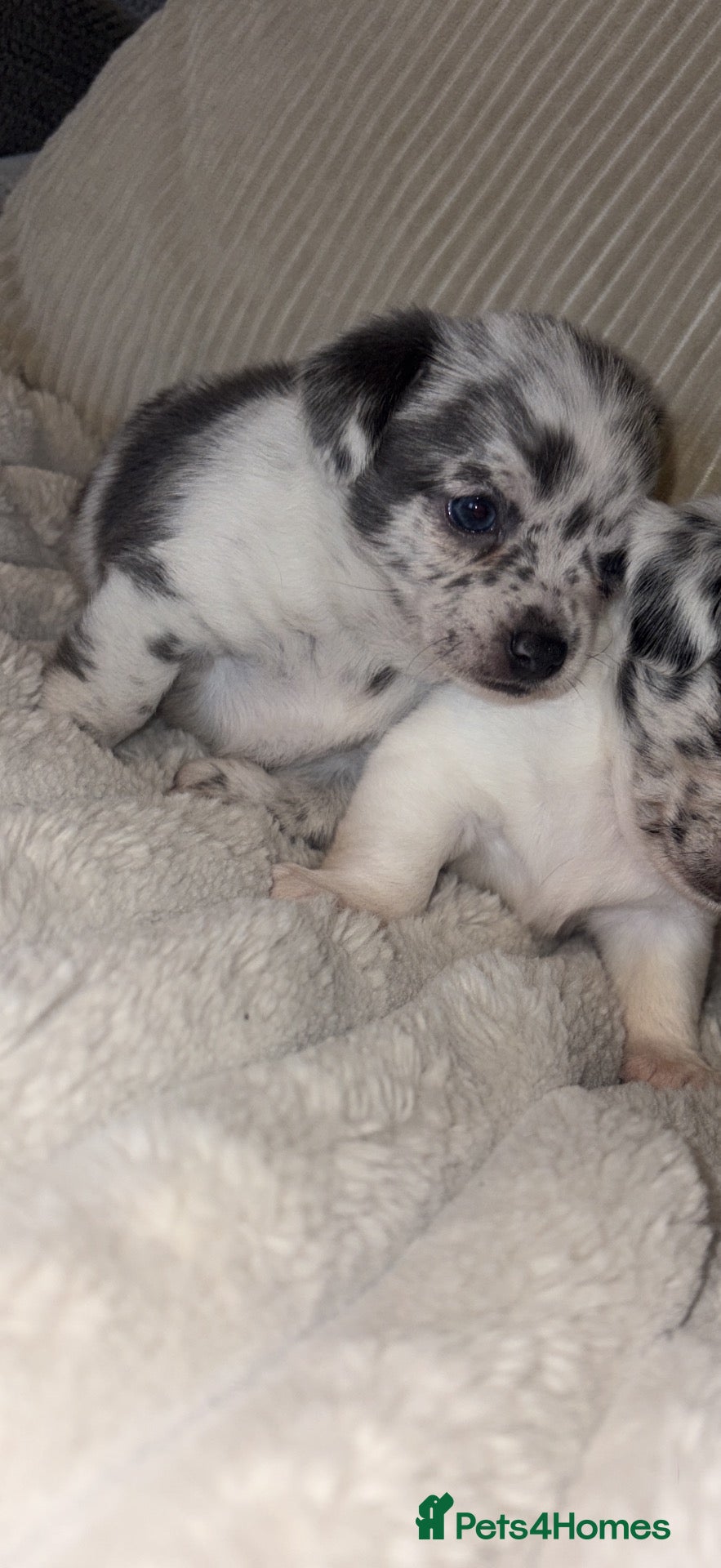 Chihuahua dogs 1 left **stunning tiny female merle chihuahuas - Advert 12