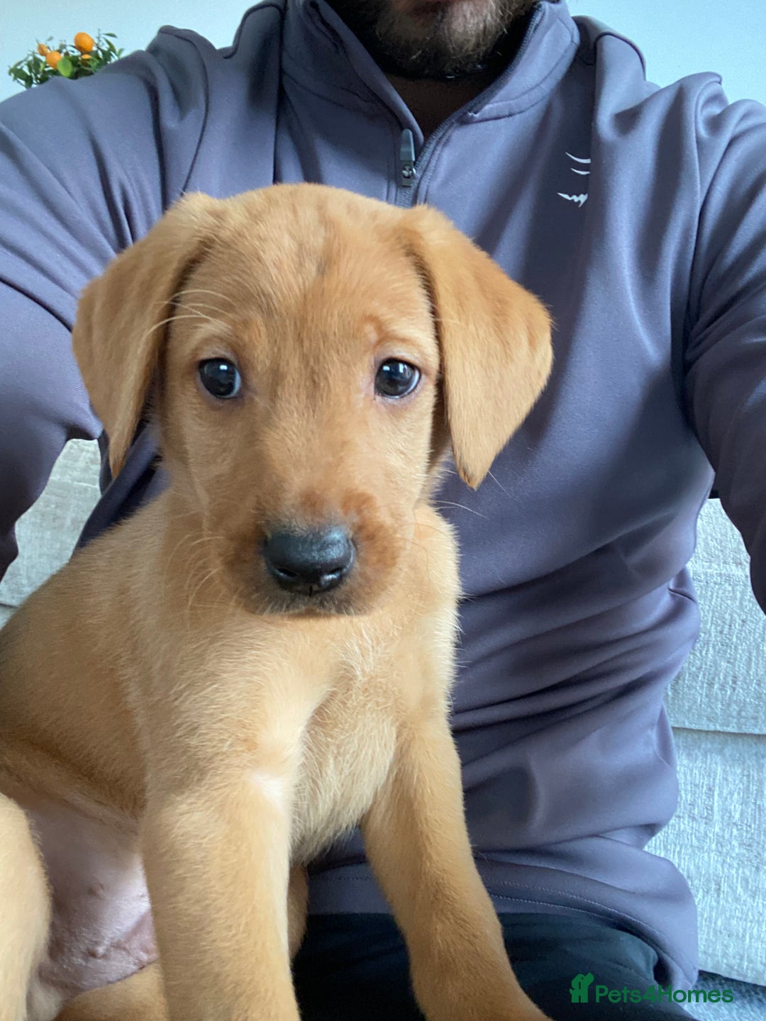 Labrador Retriever dogs for sale: Fox Red Labrador Retriever Male - Image 3