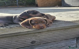 Miniature Dachshund dogs for sale: 3 left mini dachshund BOYS KC READY NOW   - Image 33