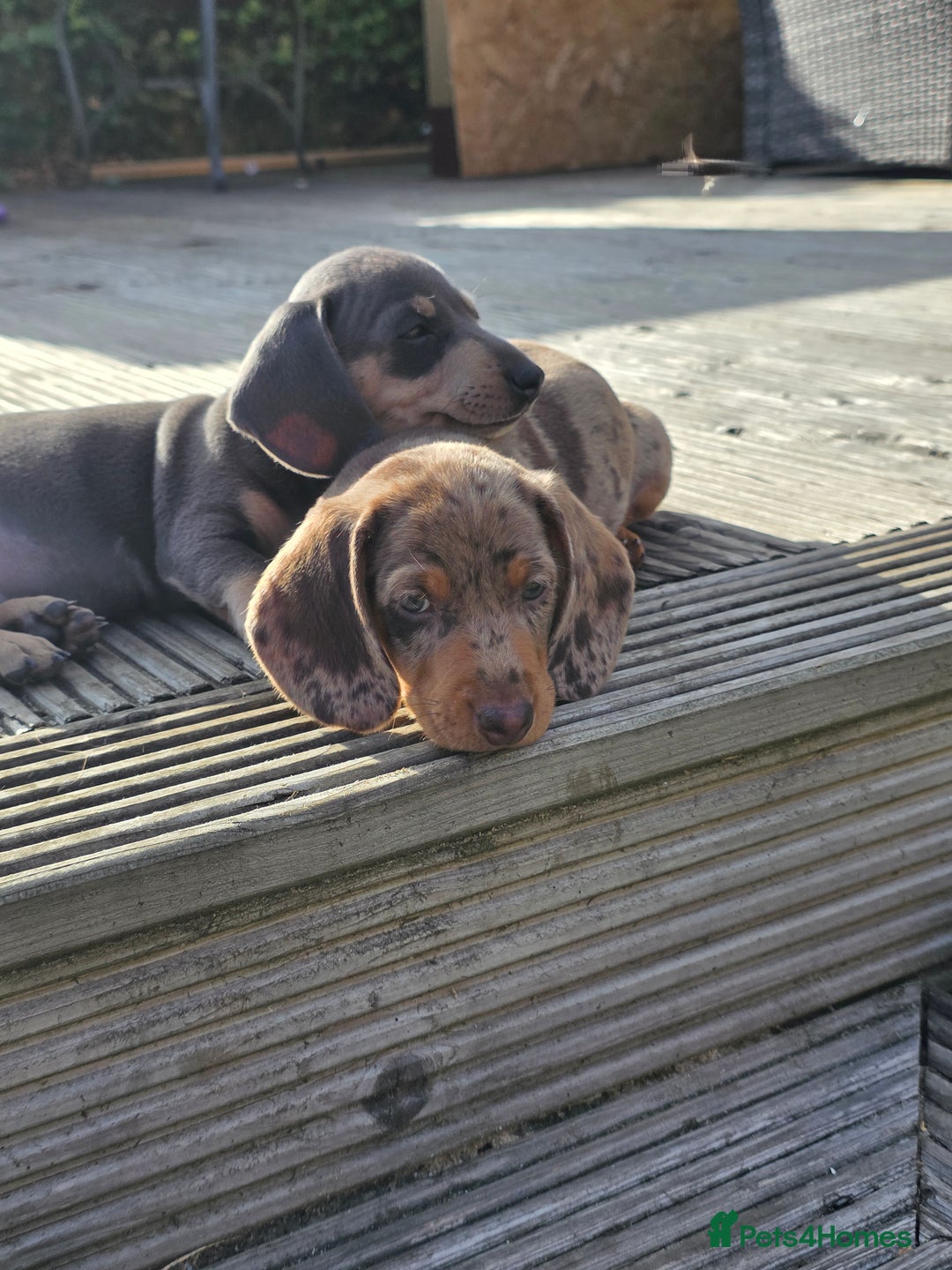 Miniature Dachshund dogs for sale: 3 left mini dachshund BOYS KC READY NOW   - Image 33