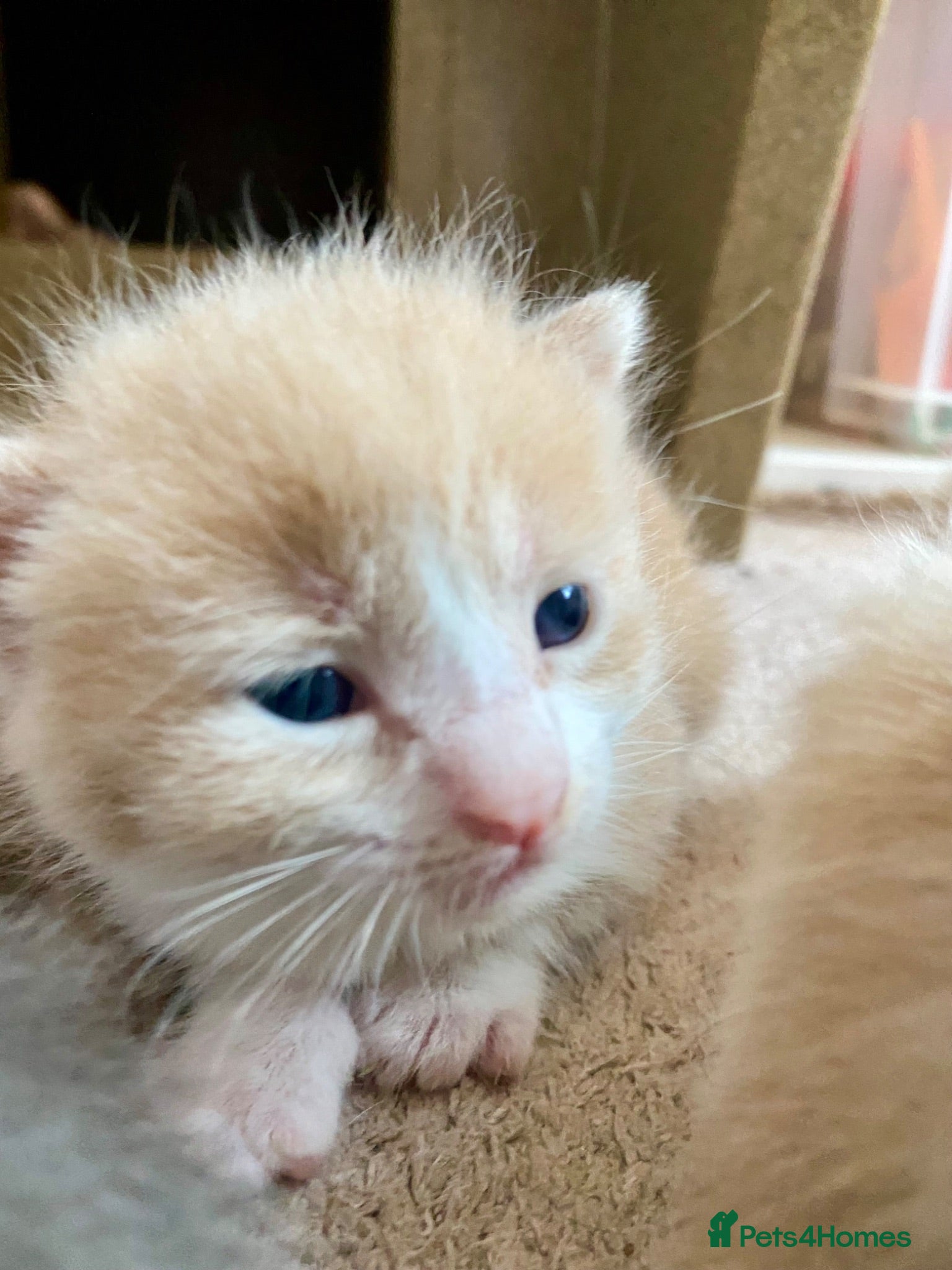 British Shorthair cats Stunning Litter of 7 Kittens Available to Reserve - Advert 6