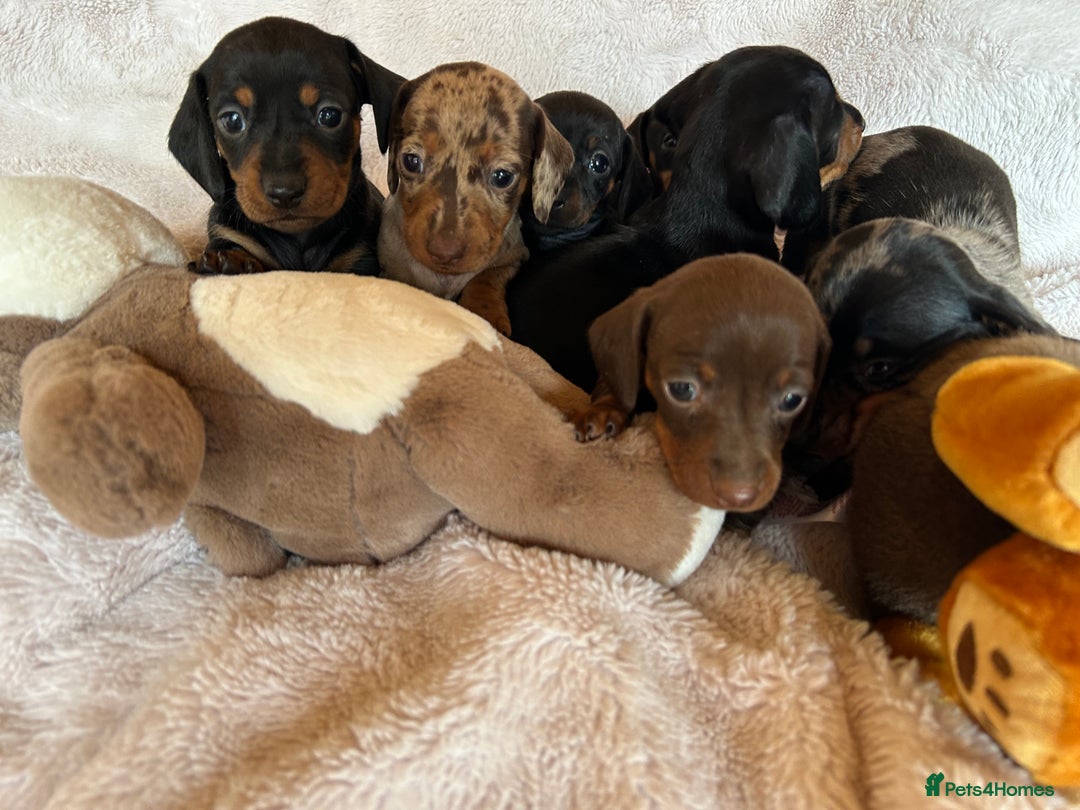 Dachshund dogs for sale: 7 Gorgeous puppies  - Image 11