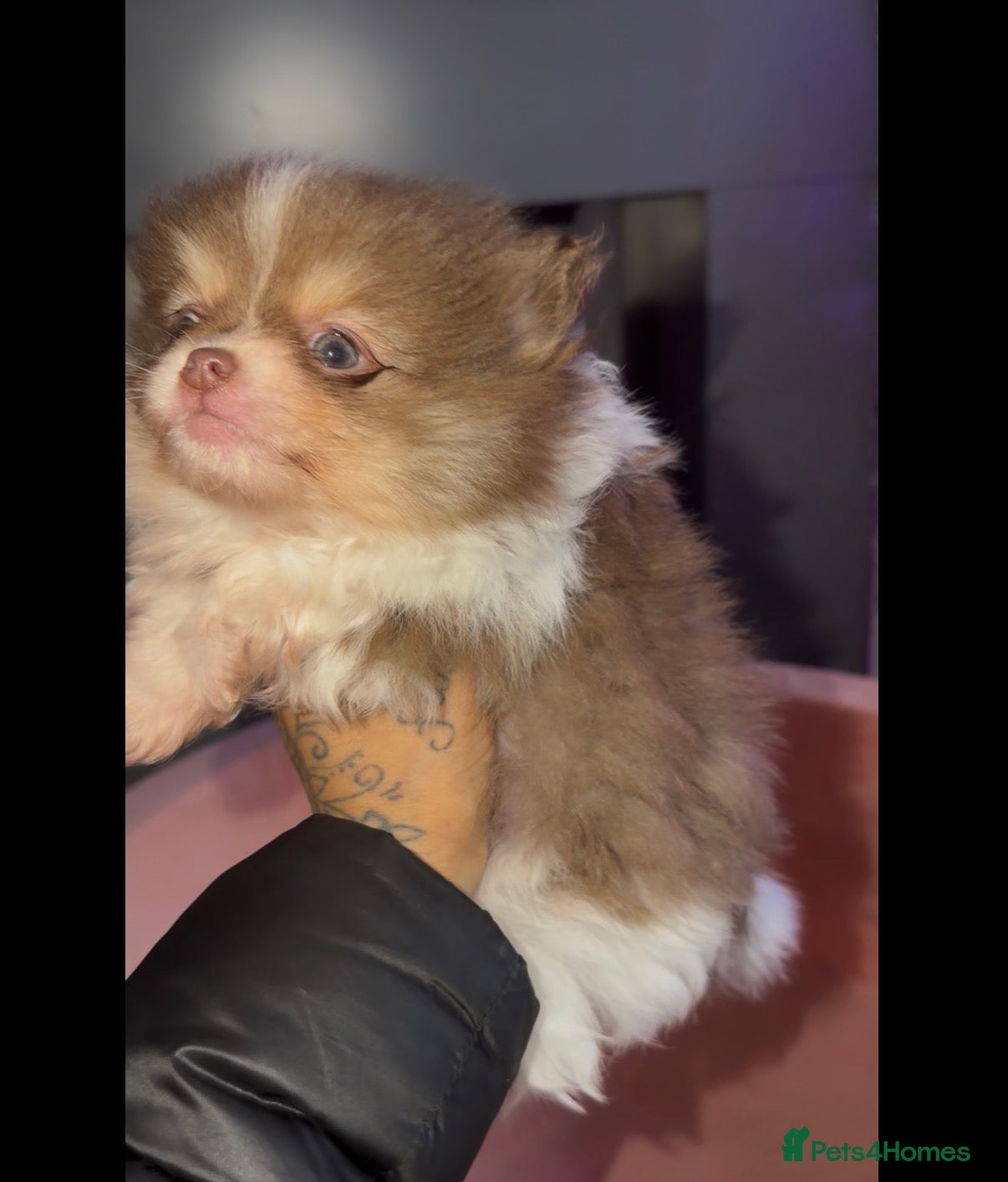 Pomeranian dogs poms   - Advert 6