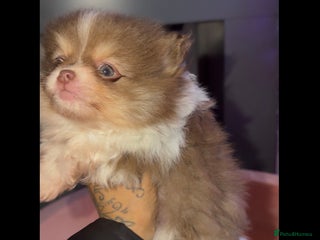 Pomeranian dogs poms - Advert 6