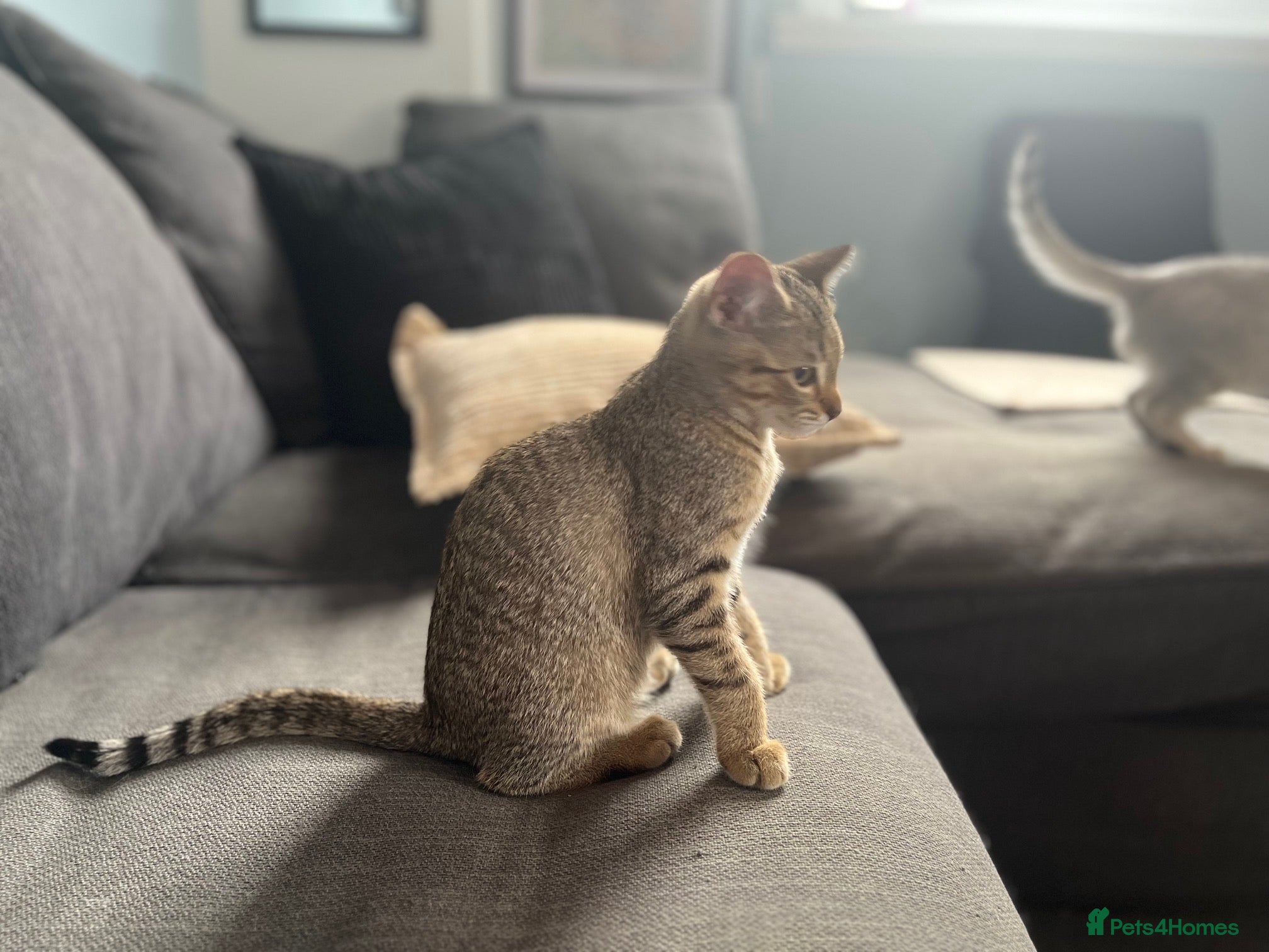 British Shorthair Kitten 3