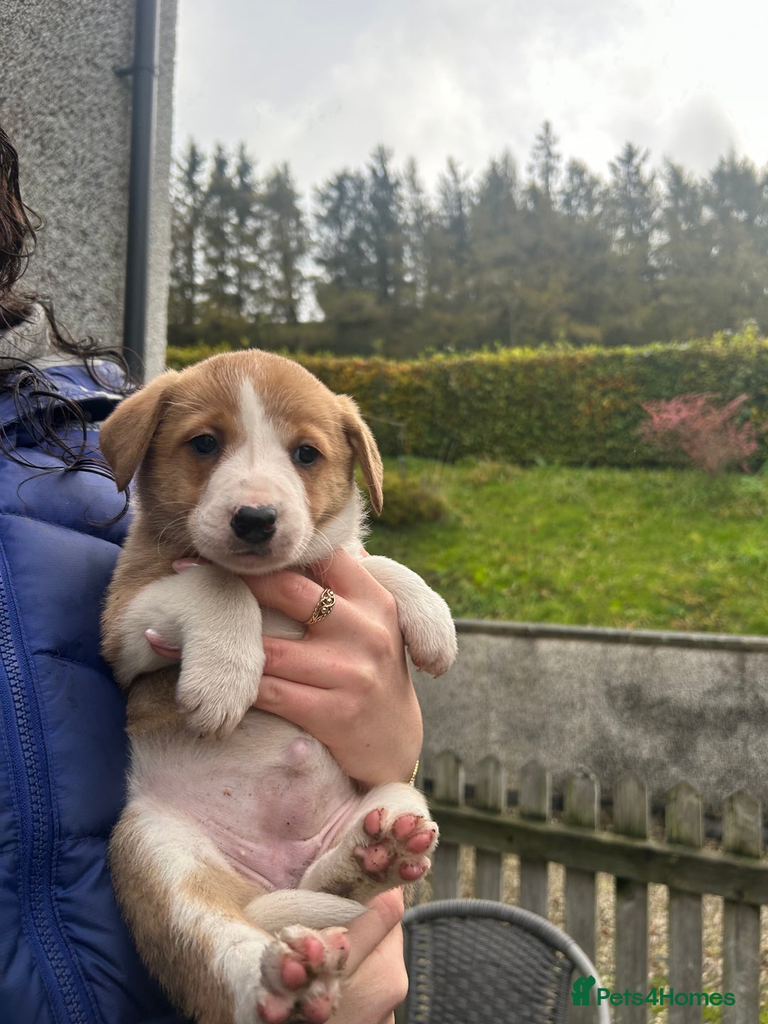 Border Collie dogs for sale: Welsh Red/Tri Coloured Collie Pups For Sale - Image 6