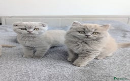 Scottish Fold cats for sale: Scottish fold kittens are looking for family🥰 - Advert 11