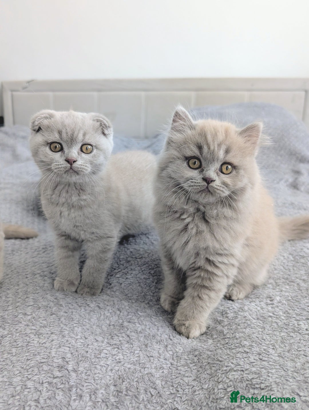 Scottish Fold cats for sale: Scottish fold kittens are looking for family🥰 - Advert 11