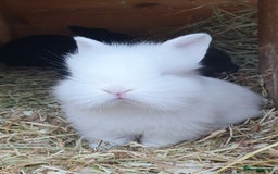 Mini Lop rabbits for sale: Spayed/neutered rabbits for adoption - Image 20