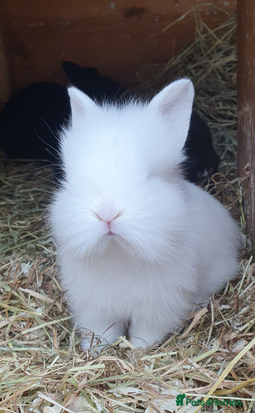 Mini Lop rabbits for sale: Spayed/neutered rabbits for adoption - Image 20