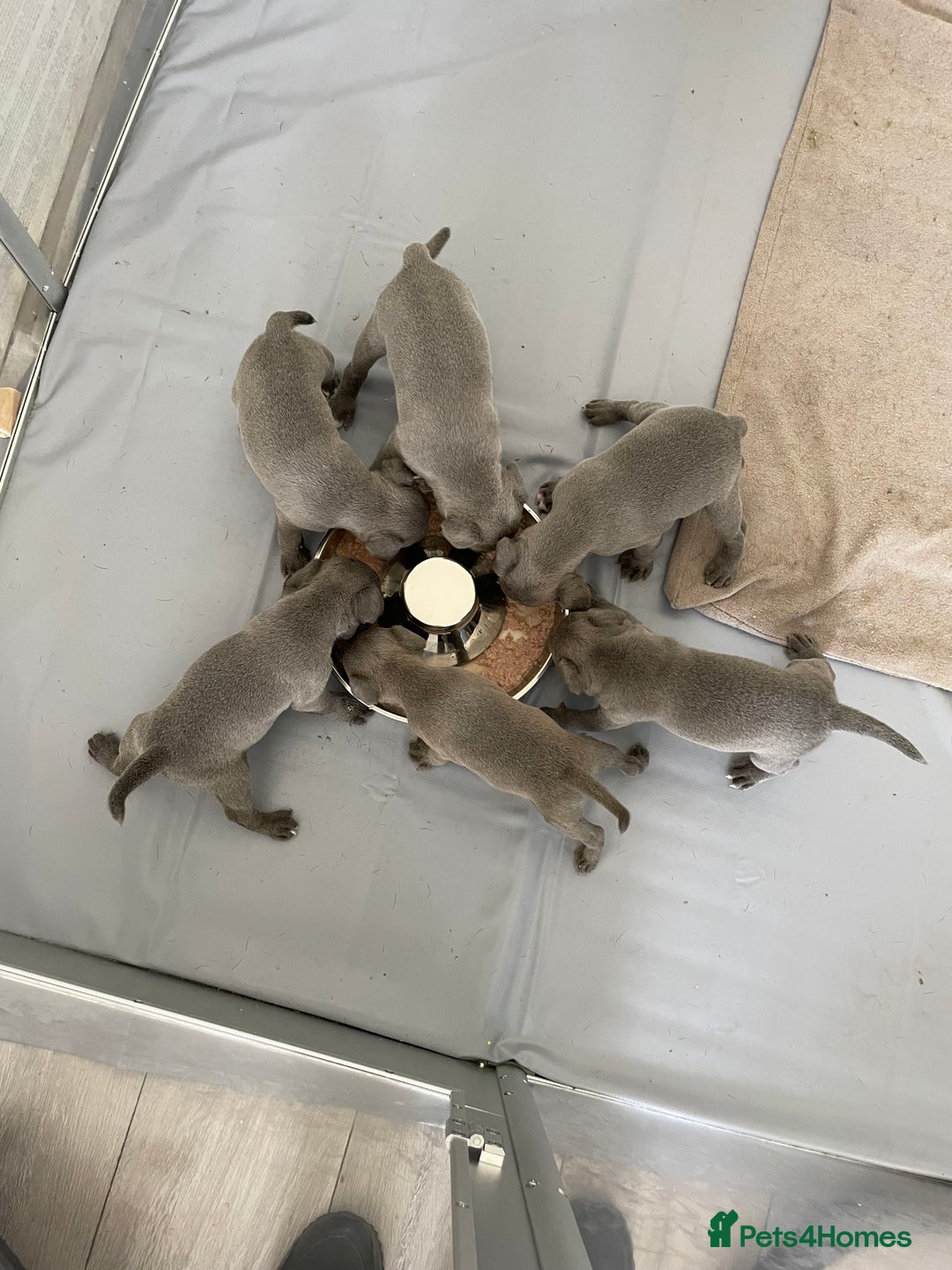 Staffordshire Bull Terrier dogs for sale: Blue Staffies For Sale - Image 7