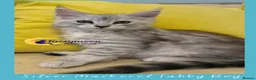 Maine Coon cats for sale: Gorgeous TICA Pedigree Maine Coon Kittens - Advert 21
