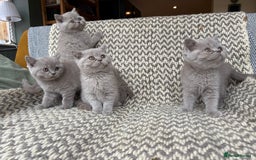 British Shorthair cats for sale: 4 British shorthair kittens ready now  - Image 2
