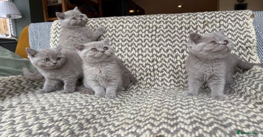 British Shorthair cats - Advert 11
