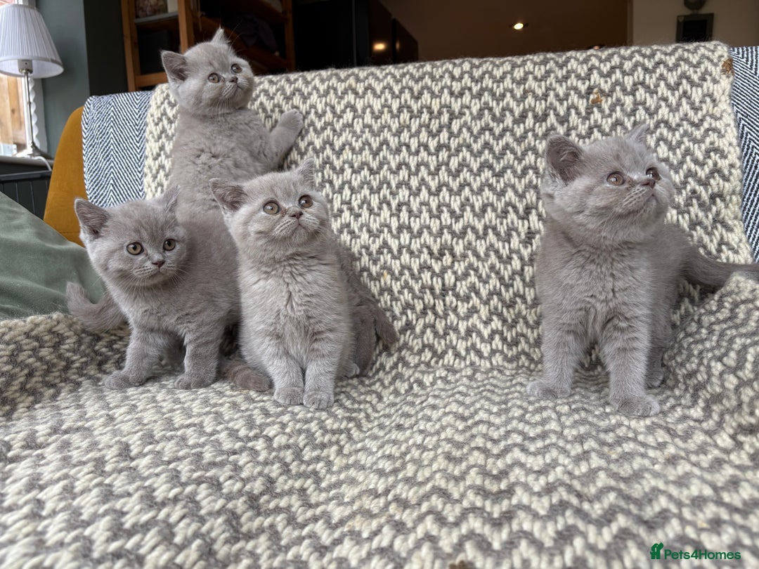 British Shorthair cats for sale: 4 British shorthair kittens ready now  - Image 2