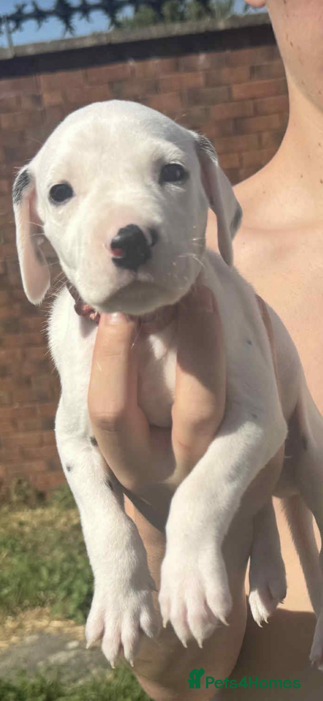 Dalmatian dogs for sale: Dalmatian puppies  - Image 4