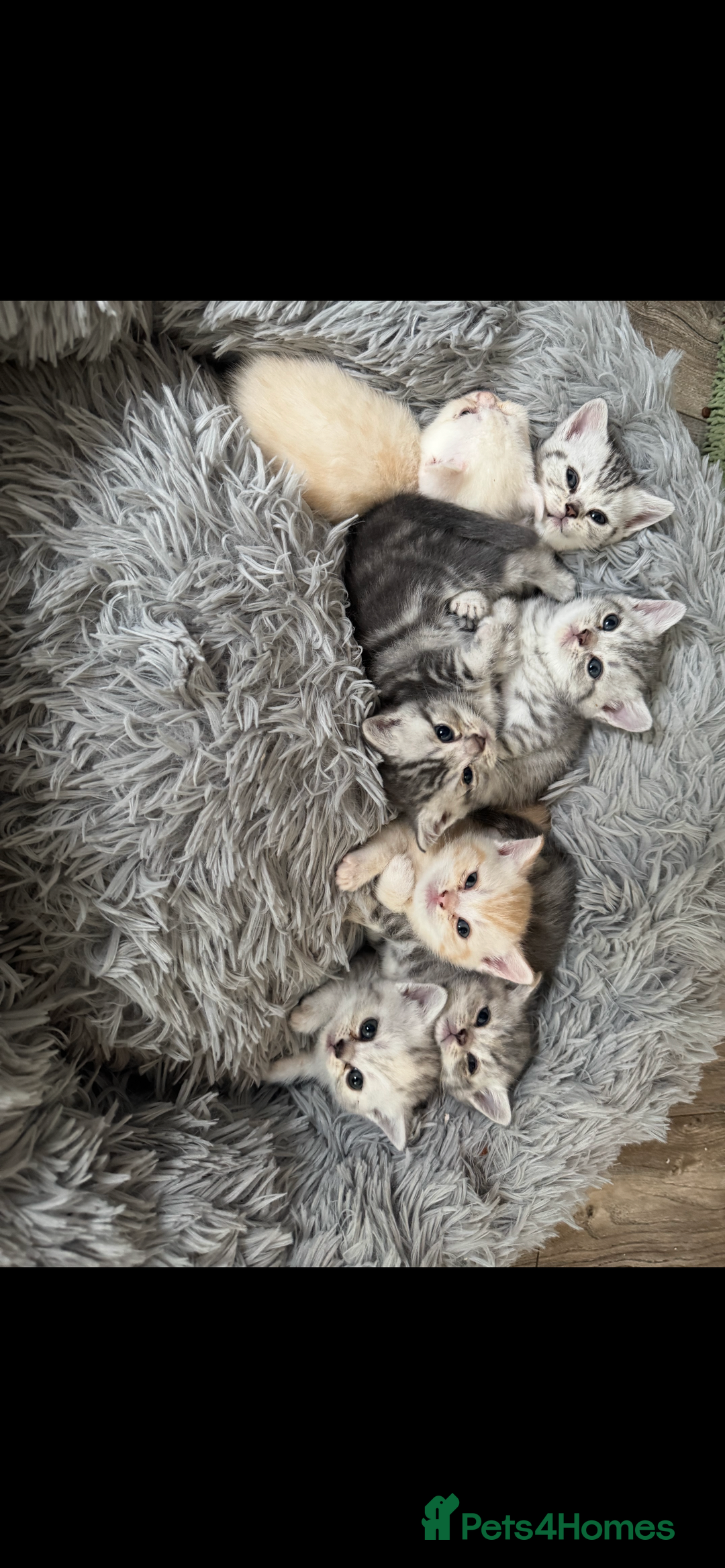 British Shorthair cats for sale: Last Chunky Golden Boy  ❤️ - Image 22