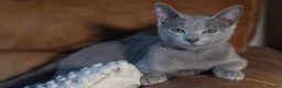 Russian Blue cats for sale: 🐾Champion Line TICA Russian Blue Kittens 🐾 - Advert 25