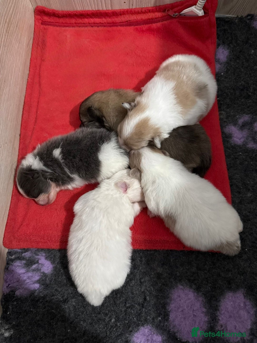 Pomeranian dogs for sale: Kc rainbow 🌈 Pomeranians  - Advert 1