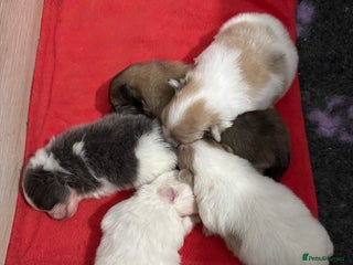 Pomeranian dogs Kc rainbow 🌈 Pomeranians - Advert 1