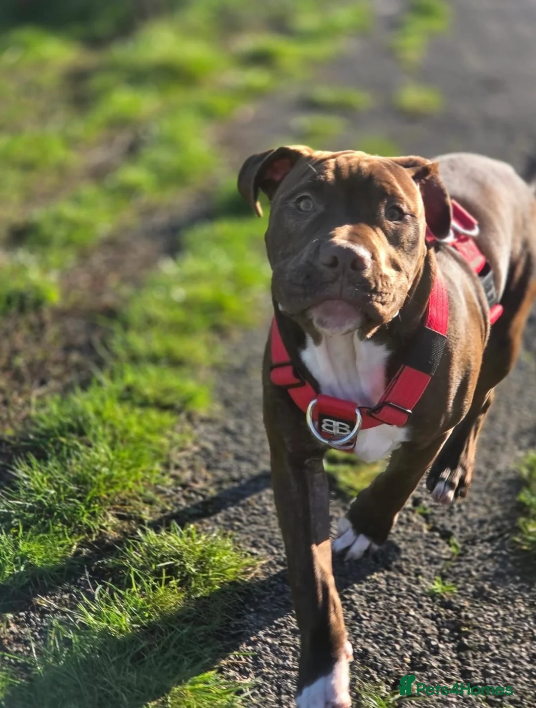 Mixed Breed dogs for sale: Woody  - Advert 1