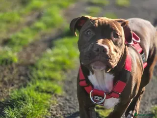 Mixed Breed dogs Woody - Advert 1