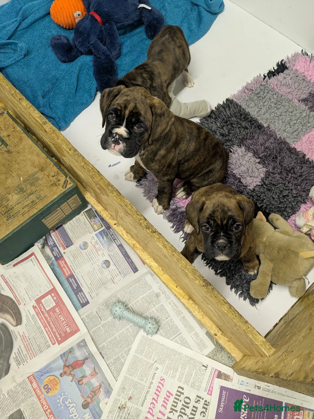 Boxer dogs for sale: Beautiful litter from KC registered mother - Advert 1