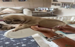 French Bulldog dogs for sale: French Bulldog puppies - Image 19