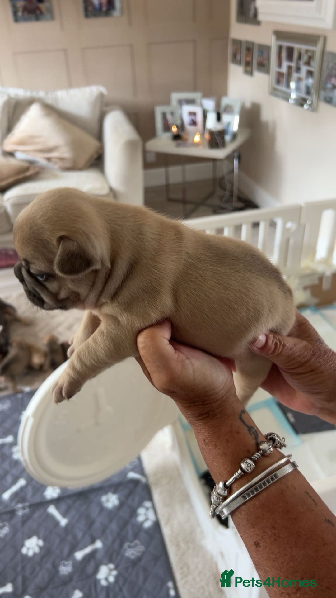 French Bulldog dogs for sale: French Bulldog puppies - Image 19