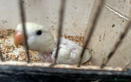 Lovebirds birds for sale: Lovebird for sale, all in good health  - Advert 12