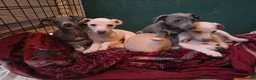 Mixed Breed dogs for sale: ALL SOLD-Italian Greyhound x Whippet - Advert 15