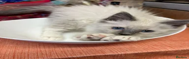 Green Collar – Girl –Blue Mitted