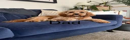 Cavapoo dogs for sale: Beautiful apricot cavapoos PRICE REDUCED £1900 - Advert 30