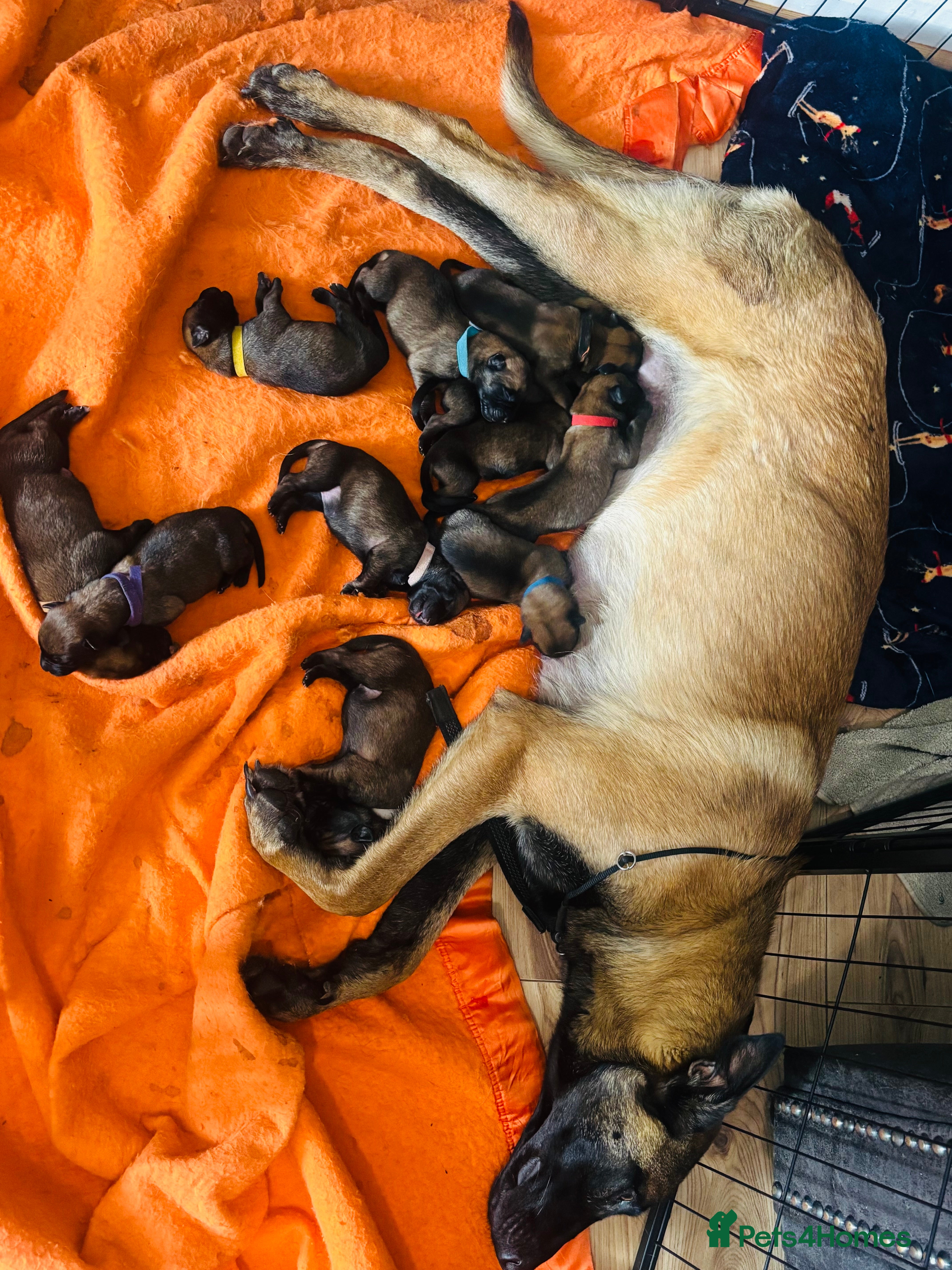 Belgian Shepherd Dog dogs Belgian malinois puppies  - Advert 3