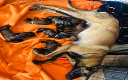 Belgian Shepherd Dog dogs for sale: Belgian malinois puppies  - Image 2
