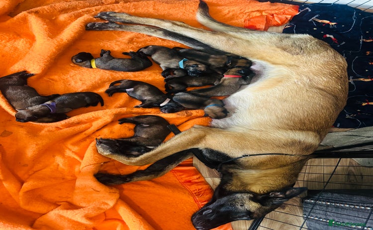 Belgian Shepherd Dog dogs Belgian malinois puppies  - Advert 5
