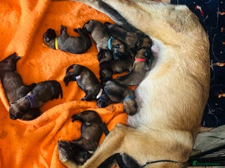 Belgian Shepherd Dog dogs Belgian malinois puppies - Advert 3