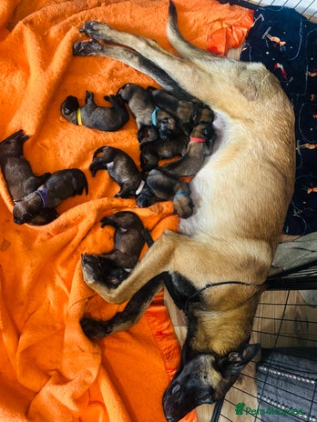 Belgian Shepherd Dog dogs Belgian malinois puppies - Advert 1