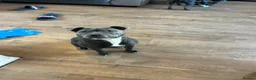 Staffordshire Bull Terrier dogs for sale: Staffy pups  - Advert 2