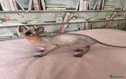 Sphynx cats for sale: 1 beautiful sphynx kitten available - Image 3