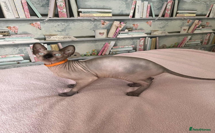 Sphynx cats - Advert 4