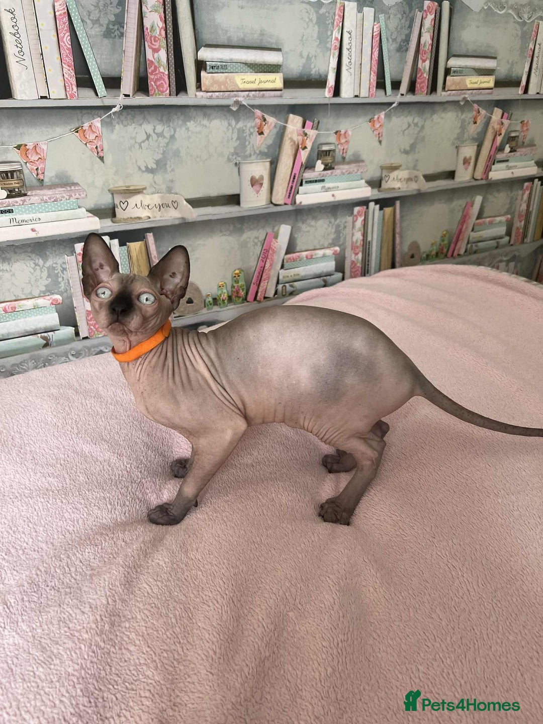 Sphynx cats for sale: 1 beautiful sphynx kitten available - Image 3