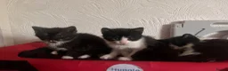 Mixed Breed cats for sale: Beautiful Mixed-Breed Kittens - Ready early July - Advert 10