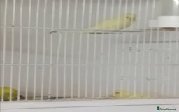 Budgerigars birds for sale: Budgies  - Advert 3