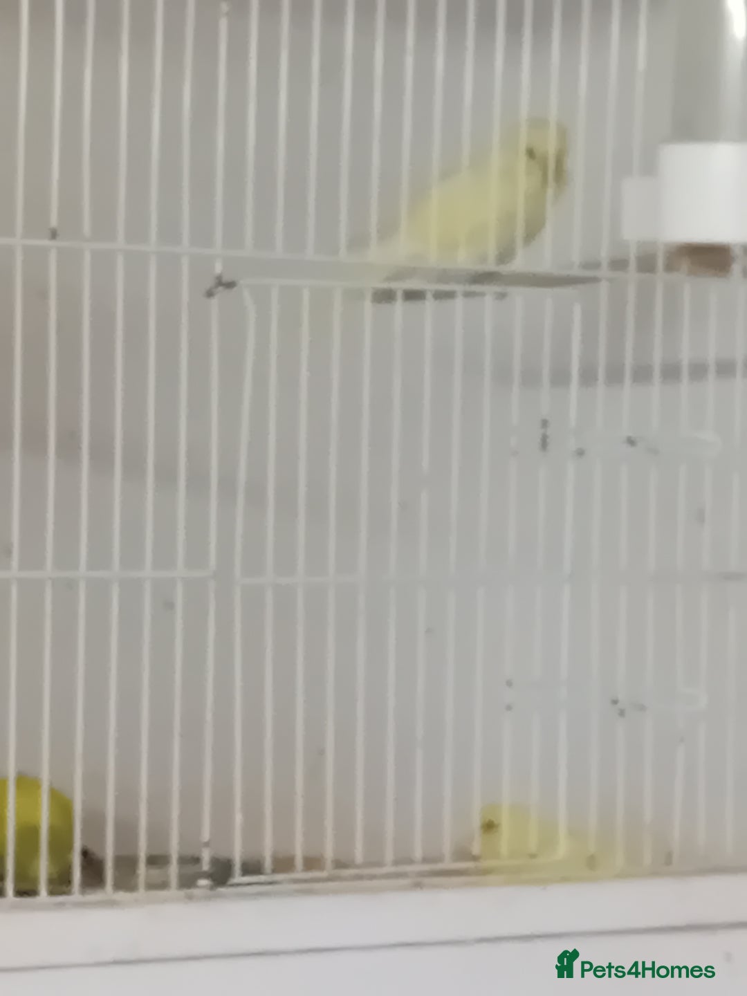 Budgerigars birds for sale: Budgies  - Advert 3