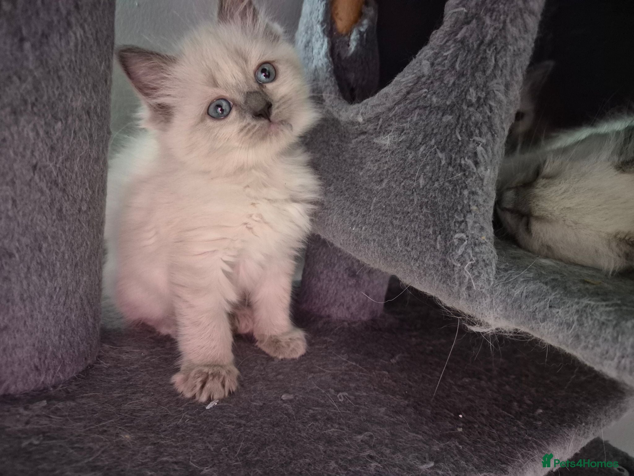 Ragdoll cats  READY NOW 4 handsome boys & 3 gorgeous girls💝🐺 - Advert 1