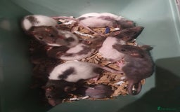Rat rodents for sale: 11 babies ready for their forever homes!  - Image 2